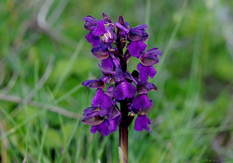 Orchidee del Chianti - Ophrys sphegodes e altre...